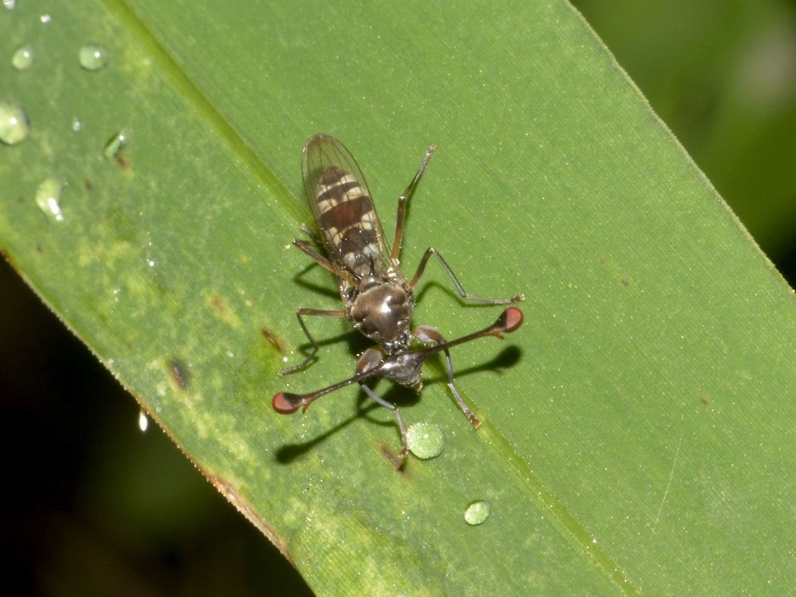 Stalk-Eyed Fly This Stalk-Eyed Fly is from the family of Diopsidae.  They have very interesting courting behaviours.<br />
Females show a strong preference for roosting and mating with males with longer eyestalks, and males compete with each other to control lekking aggregations through ritualized contest. This contest involves males facing one another and comparing their relative eye spans, often with the front legs spread apart, possibly to emphasize their eye-stalk lengths . Male stalk-eyed flies with long eyestalks gain mating advantages both because of female choice and because they are better able to compete with rival males Cyrtodiopsis whitei,Diopsidae,Fly,Geotagged,South Africa,Stalk-Eyed Fly,Summer,Umkomaas