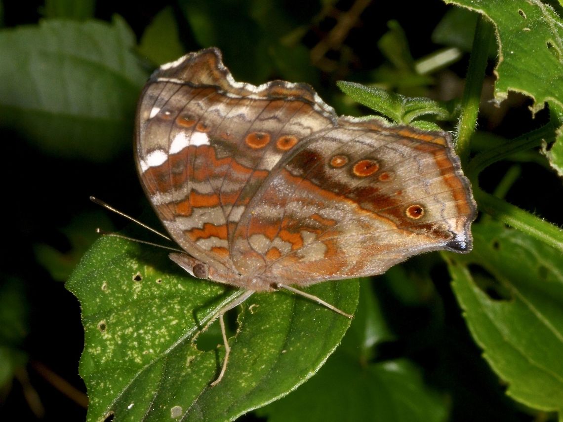 Brown Pantsy Butterfly - Junonia natalica  Brown Pantsy Butterfly,Butterfly,Geotagged,Junonia natalica,Natal pansy,South Africa,Summer,Umkomaas