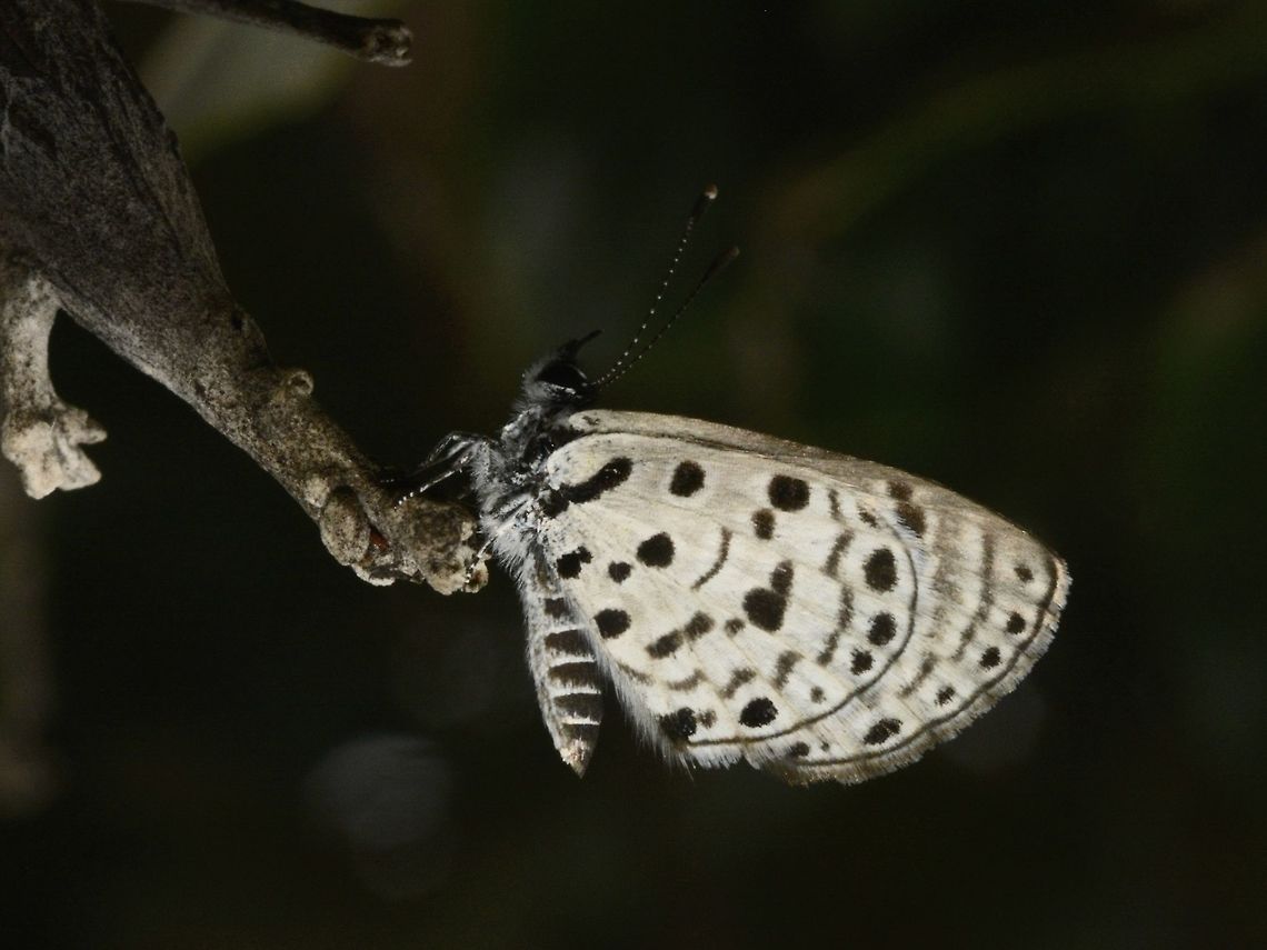 Black-bordered Babul Blue Butterfly - Azanus moriqua  Azanus moriqua,Black-bordered babul blue,Butterfly,Geotagged,South Africa,Summer,Umkomaas