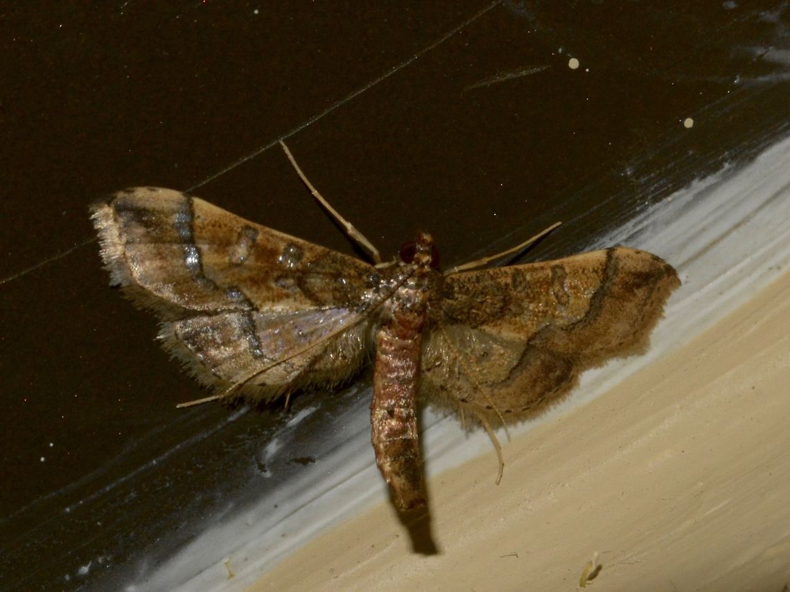 Ornate Hydriris Moth - Hydriris ornatalis  Geotagged,Hydriris ornatalis,Moth,South Africa,Summer,Umkomaas