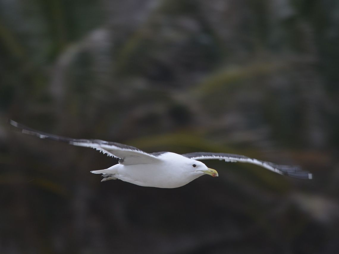 Lesser Back-Black Gull  Geotagged,Larus fuscus,Lesser Black-backed Gull,South Africa,Summer,Umkomaas