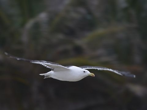 Lesser Back-Black Gull  Geotagged,Larus fuscus,Lesser Black-backed Gull,South Africa,Summer,Umkomaas