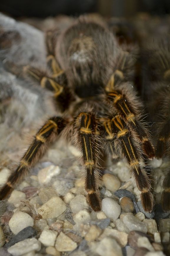Chaco Golden Knee Tarantula This Chaco Golden Knee Tarantula - Grammostola pulchripes was seen in Durban&#039;s Dangerous Creatures exhibit. Chaco golden knee,Durban,Geotagged,Grammostola pulchripes,South Africa,Summer