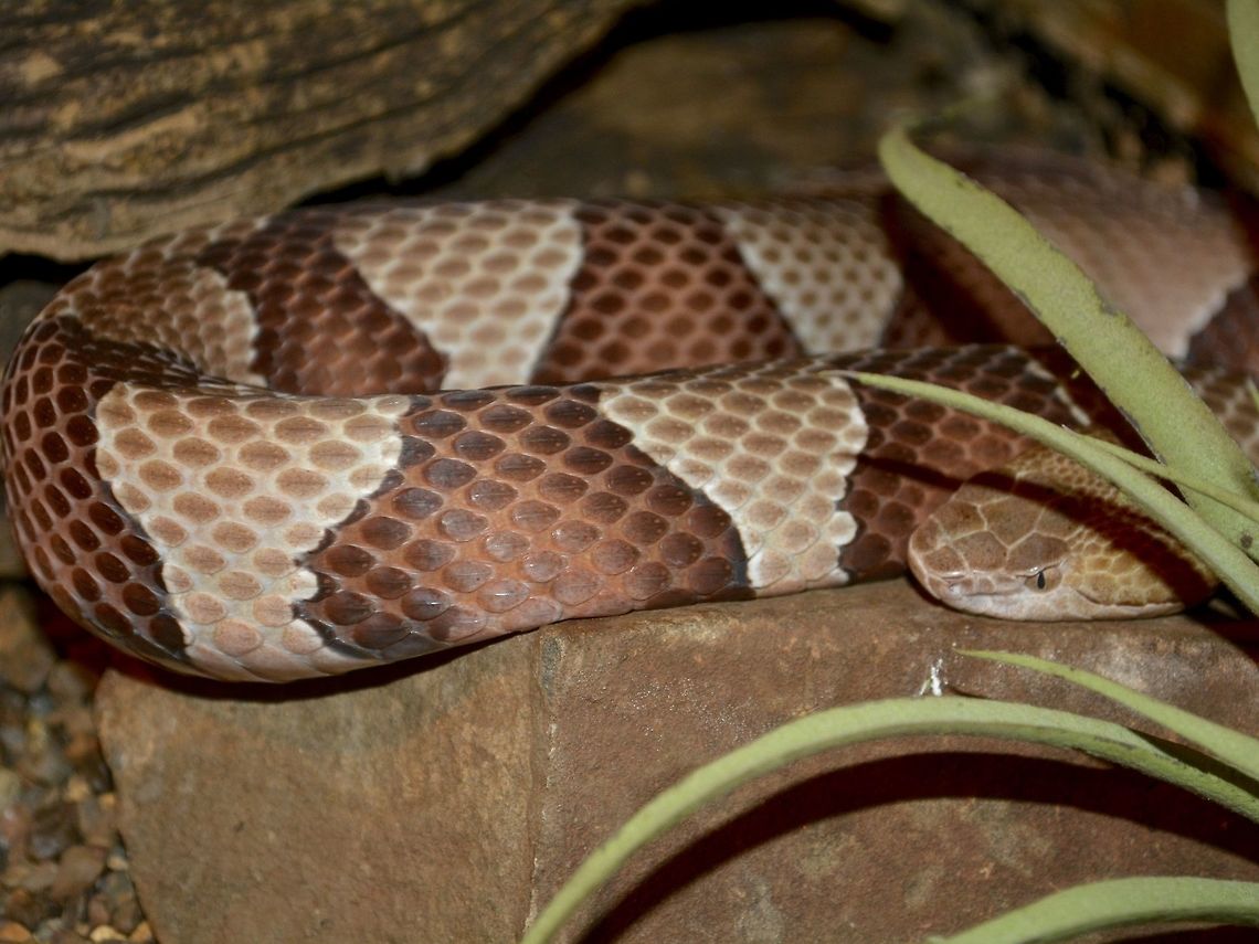 Copperhead This Copperhead - Agkistrodon contortrix originates from North America.<br />
Saw it at Dangerous Creatures exhibit in uShaka Marine World, Durban. Agkistrodon contortrix,Copperhead,Durban,Geotagged,South Africa,Summer
