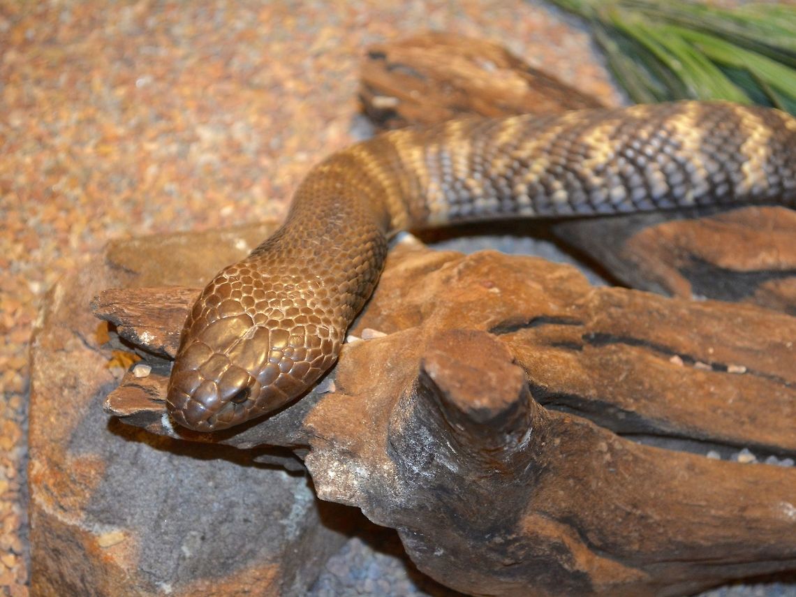 Western Barred Spitting Cobra This Western Barred Spitting Cobra is a subspecies of Naja nigricollis nigricincta.<br />
Saw it a Dangerous Creatures exhibit, uShaka Marine World, Durban. Geotagged,Naja nigricincta,South Africa,Summer,Zebra spitting cobraNaja nigricincta