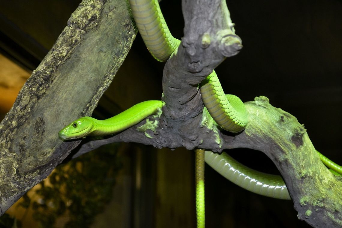 Eastern Green Mamba This Eastern Green Mamba - Dendroaspis angusticeps is very bright green in colour and they are highly venomous.<br />
Saw this at Dangerous Creatures exhibit, uShaka Marine World, Durban. Dendroaspis angusticeps,Eastern green mamba,Geotagged,South Africa,Summer