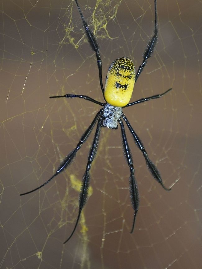 Golden Orb Web Spider This is a Female of Golden Orb Web Spider - Nephila fenestrata Black-legged Nephila,Geotagged,Nephila fenestrata,South Africa,Spider,Summer,Umkomaas
