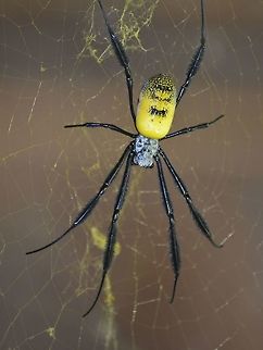 Golden Orb Web Spider This is a Female of Golden Orb Web Spider - Nephila fenestrata Black-legged Nephila,Geotagged,Nephila fenestrata,South Africa,Spider,Summer,Umkomaas