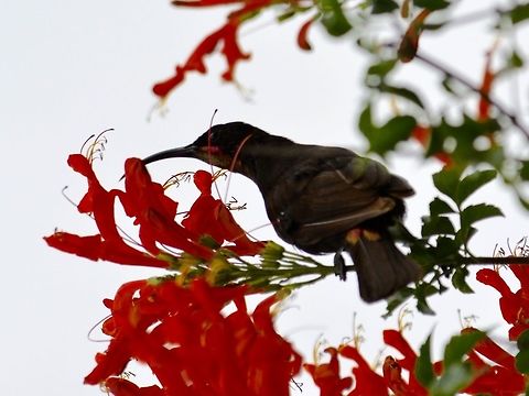 Amethyst Sunbird - Chalcomitra amethystina  Amethyst Sunbird,Bird,Chalcomitra amethystina,Geotagged,South Africa,Summer,Umkomaas
