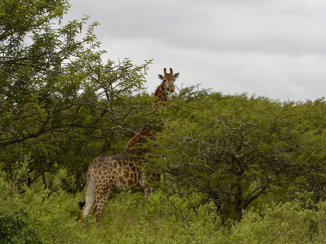 Giraffe - Giraffa camelopardalis  Geotagged,Giraffa camelopardalis,Giraffe,KwaZulu Natal,South Africa,Summer
