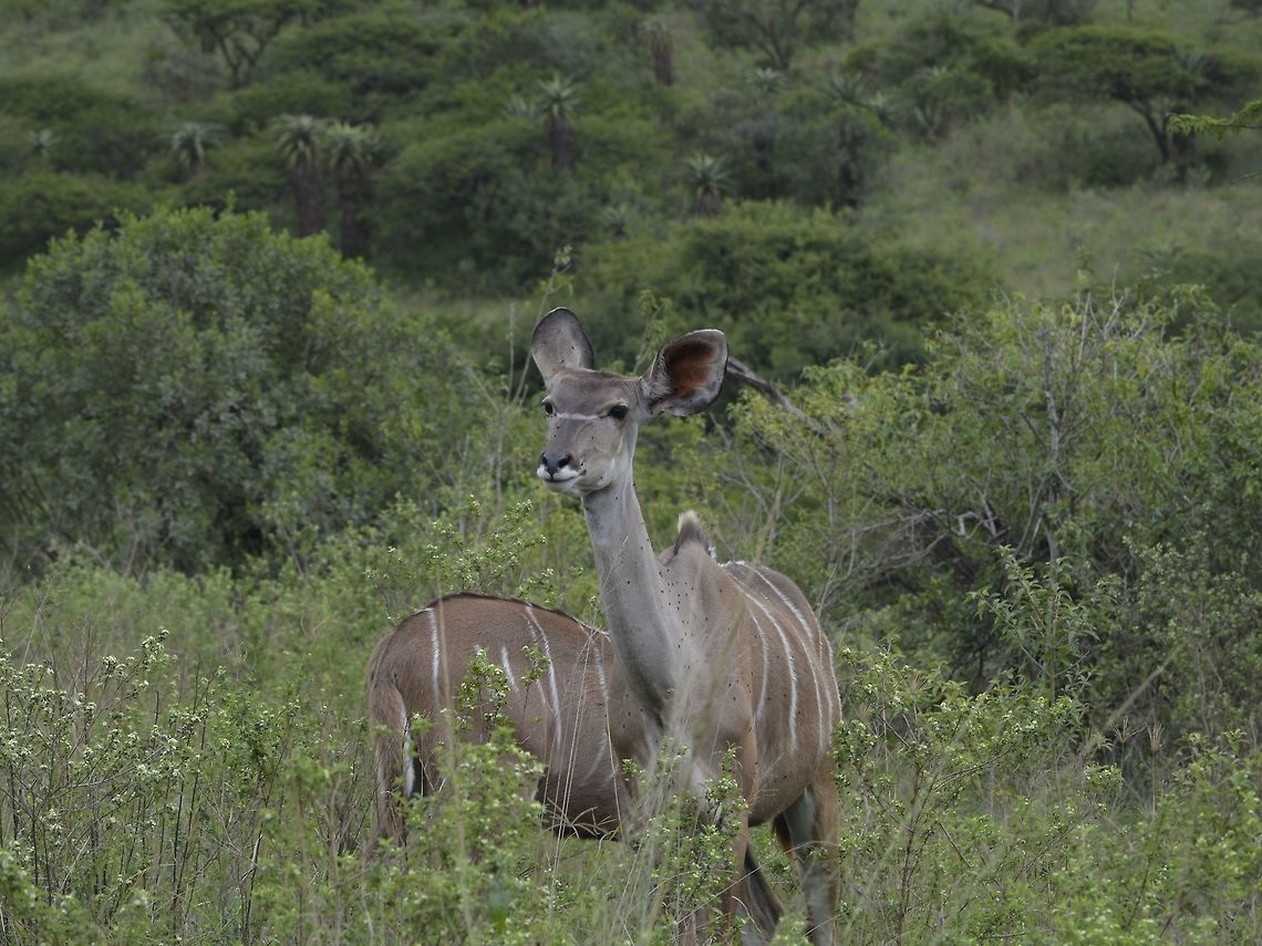 Greater Kudu - Tragelaphus strepsiceros  Geotagged,Greater Kudu,KwaZulu Natal,South Africa,Summer,Tragelaphus strepsiceros