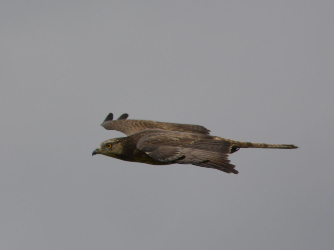 European Honey Buzzard - Pernis apivorus  Bird,Buzzard,European honey buzzard,Geotagged,KwaZulu Natal,Pernis apivorus,South Africa,Summer