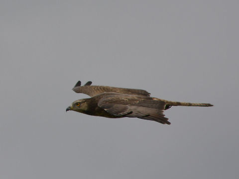 European Honey Buzzard - Pernis apivorus  Bird,Buzzard,European honey buzzard,Geotagged,KwaZulu Natal,Pernis apivorus,South Africa,Summer
