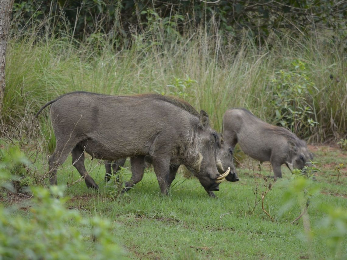 Warthog - Phacochoerus africanus  Geotagged,KwaZulu Natal,Phacochoerus africanus,South Africa,Summer,Warthog