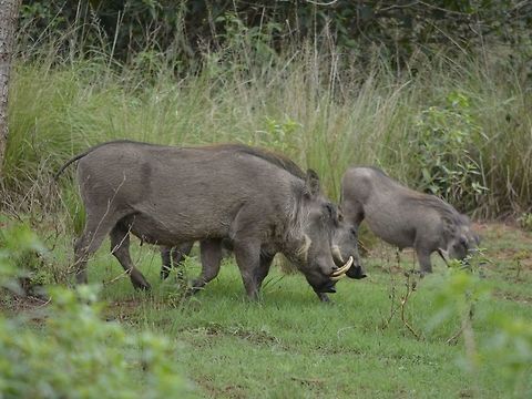 Warthog - Phacochoerus africanus  Geotagged,KwaZulu Natal,Phacochoerus africanus,South Africa,Summer,Warthog