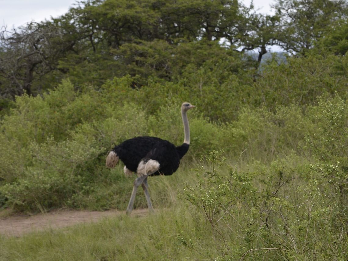 Ostrich - Struthio camelus  Geotagged,KwaZulu Natal,Ostrich,South Africa,Struthio camelus,Summer