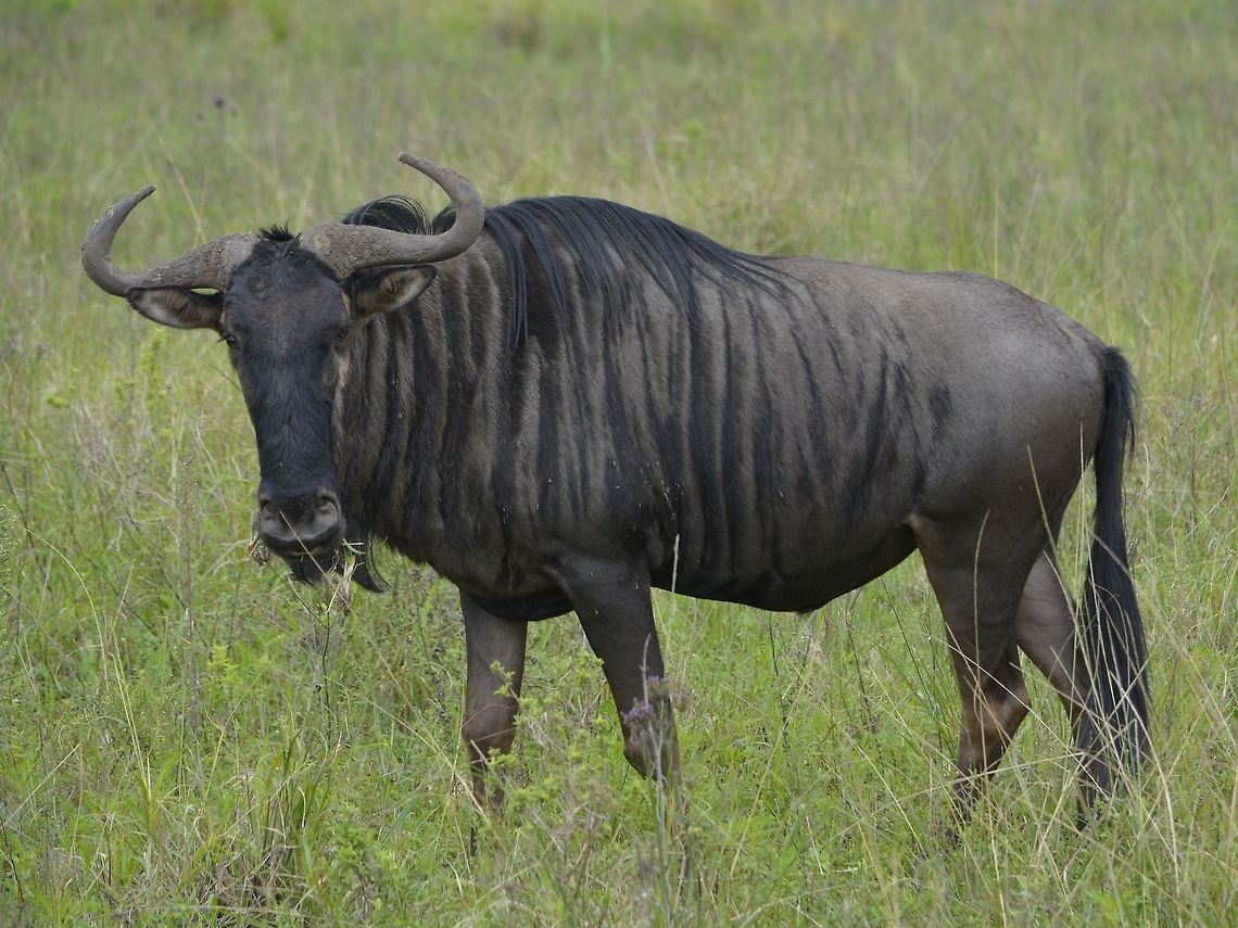 Blue Wildebeest - Connochaetes taurinus  Blue wildebeest,Connochaetes taurinus,Geotagged,KwaZulu Natal,South Africa,Summer