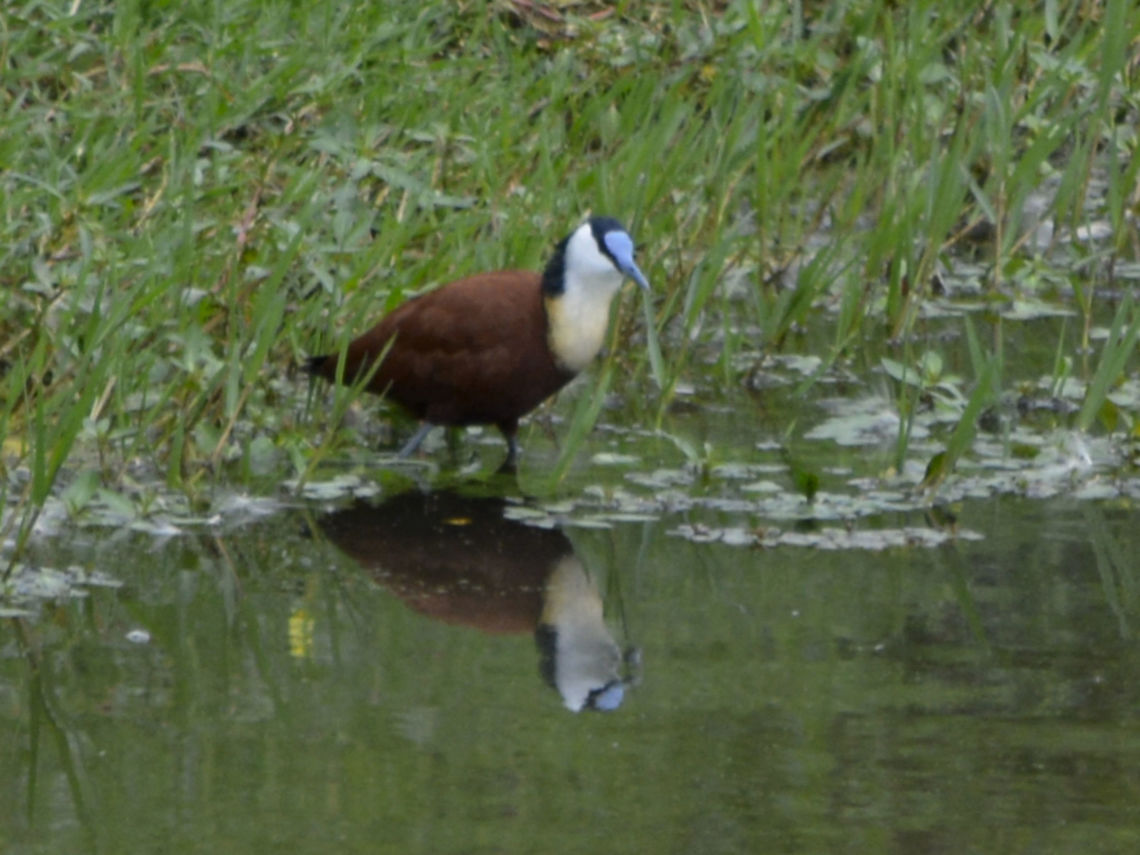 African Jacana - Actophilornis africanus  Actophilornis africanus,African jacana,Geotagged,KwaZulu Natal,South Africa,Summer