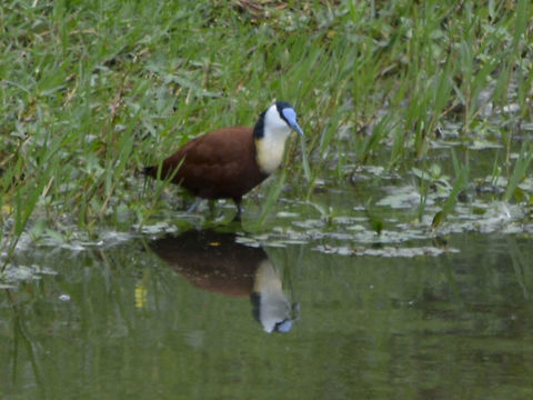 African Jacana - Actophilornis africanus  Actophilornis africanus,African jacana,Geotagged,KwaZulu Natal,South Africa,Summer