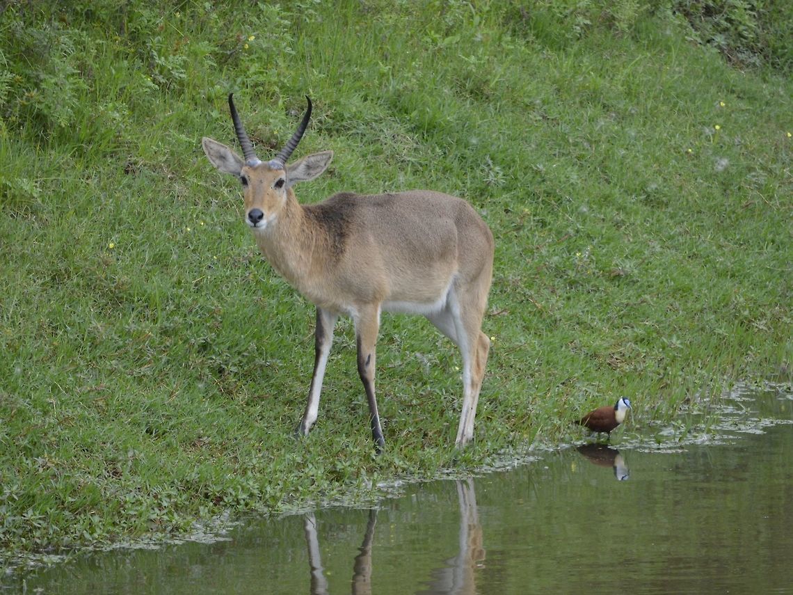 Common/Sourthern Reedbuck - Redunca arundinum  Geotagged,Redunca arundinum,South Africa,Southern reedbuck,Summer