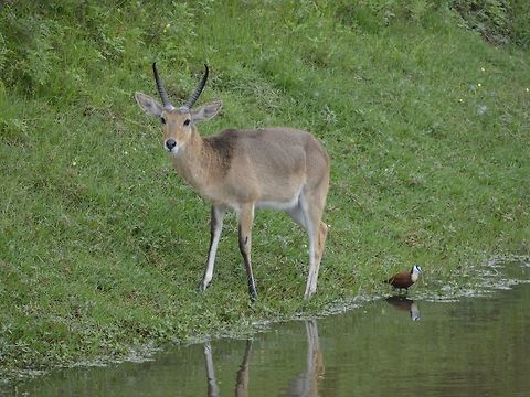 Southern reedbuck