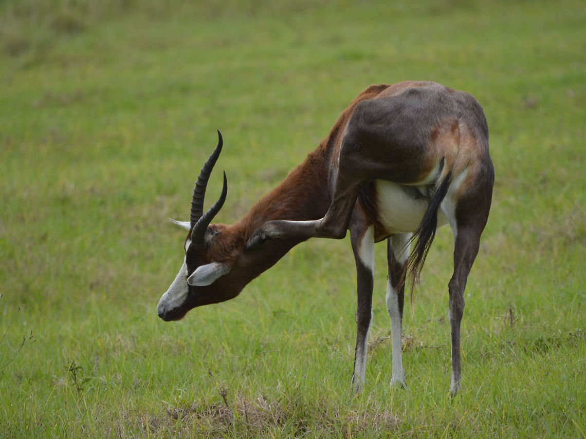 Got an itch This Blesbok Antelope - Damaliscus pygargus phillipsi is endemic to South Africa. Blesbok or blesbuck,Damaliscus pygargus phillipsi,KwaZulu Natal