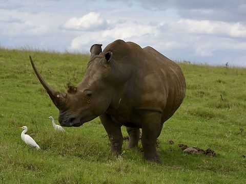 White Rhinoceros - Ceratotherium simum  Ceratotherium simum,Geotagged,KwaZulu Natal,South Africa,Summer,White rhinoceros