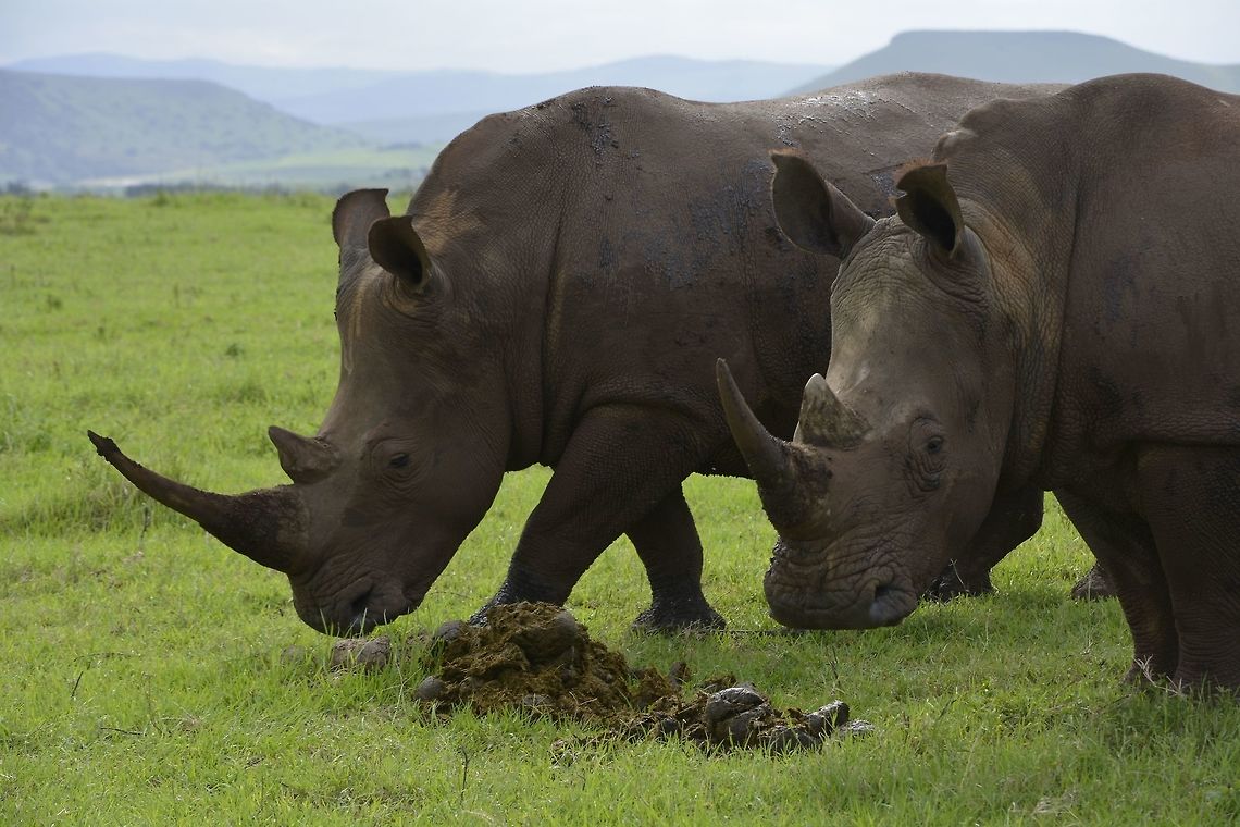 Smelling the Dung! A popular theory of the origins of the name "white rhinoceros" is a mistranslation from Dutch to English. The English word "white" is said to have been derived by mistranslation of the Dutch word "wijd", which means "wide" in English. The word "wide" refers to the width of the rhinoceros' mouth. So early English-speaking settlers in South Africa misinterpreted the "wijd" for "white" and the rhino with the wide mouth ended up being called the white rhino and the other one, with the narrow pointed mouth, was called the black rhinoceros. Ironically, Dutch (and Afrikaans) later used a calque of the English word, and now also call it a white rhino. This suggests the origin of the word was before codification by Dutch writers. A review of Dutch and Afrikaans literature about the rhinoceros has failed to produce any evidence that the word wijd was ever used to describe the rhino outside of oral use. Ceratotherium simum,Geotagged,KwaZulu Natal,South Africa,Summer,White rhinoceros