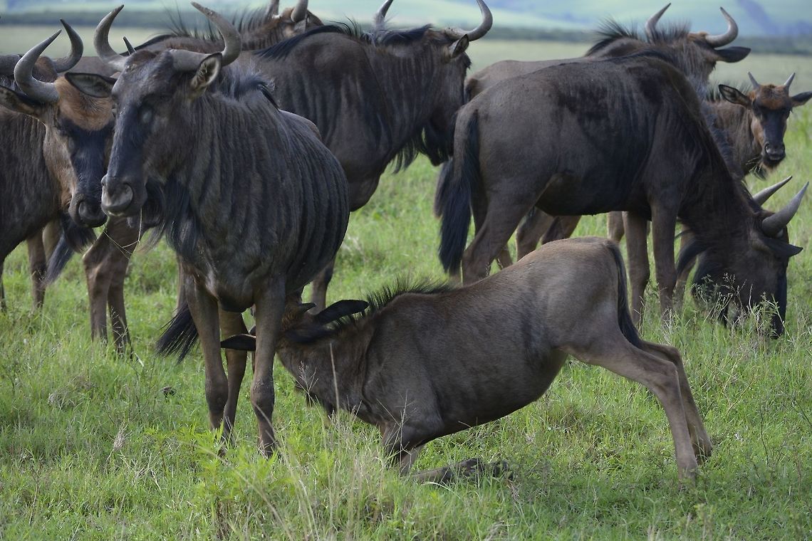 Kneeling down for milk This juvenile Gnu was kneeling down to milk its Mother. Blue wildebeest,Connochaetes taurinus,Geotagged,KwaZulu Natal,South Africa,Summer