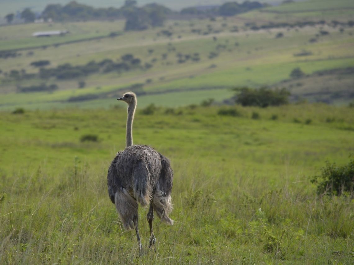 Ostrich - Struthio camelus The female Ostrich - Struthio camelus is duller in colour compared to the Males. Geotagged,KwaZulu Natal,Ostrich,South Africa,Struthio camelus,Summer