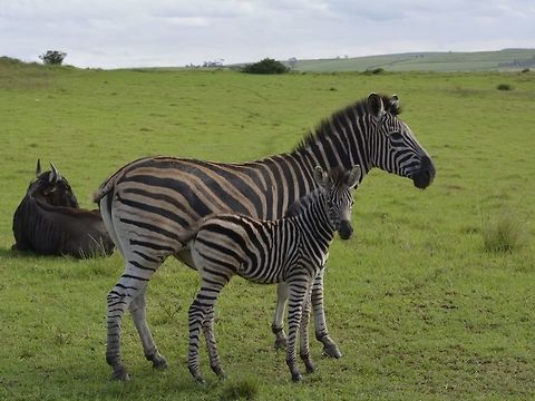 Mother & Calf Mother & Calf Zebra - Equus quagga
 Equus quagga,Geotagged,KwaZulu Natal,Plains zebra,South Africa,Summer