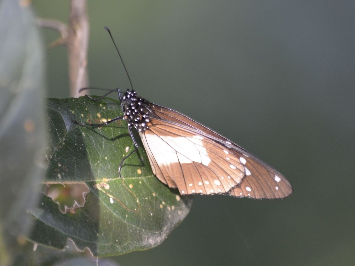 Butterfly - Amauris sp This Butterfly is from the genus Amauris. Amauris sp,Butterfly,Geotagged,South Africa,Summer,Umkomaas
