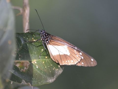 Butterfly - Amauris sp This Butterfly is from the genus Amauris. Amauris sp,Butterfly,Geotagged,South Africa,Summer,Umkomaas