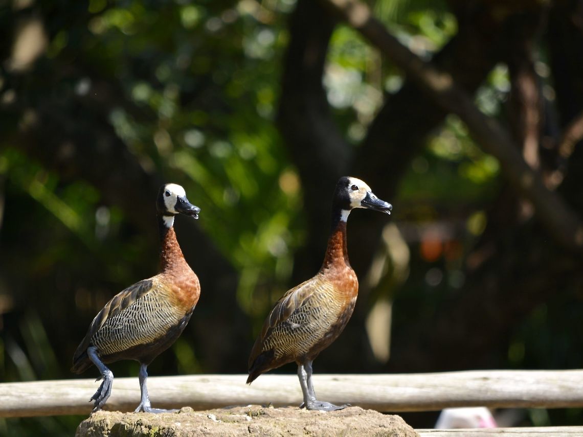 White-Faced Whistling Ducks - Dendrocygna viduata  Dendrocygna viduata,Duck,Geotagged,KwaZulu Natal,South Africa,Summer,White-faced Whistling Duck