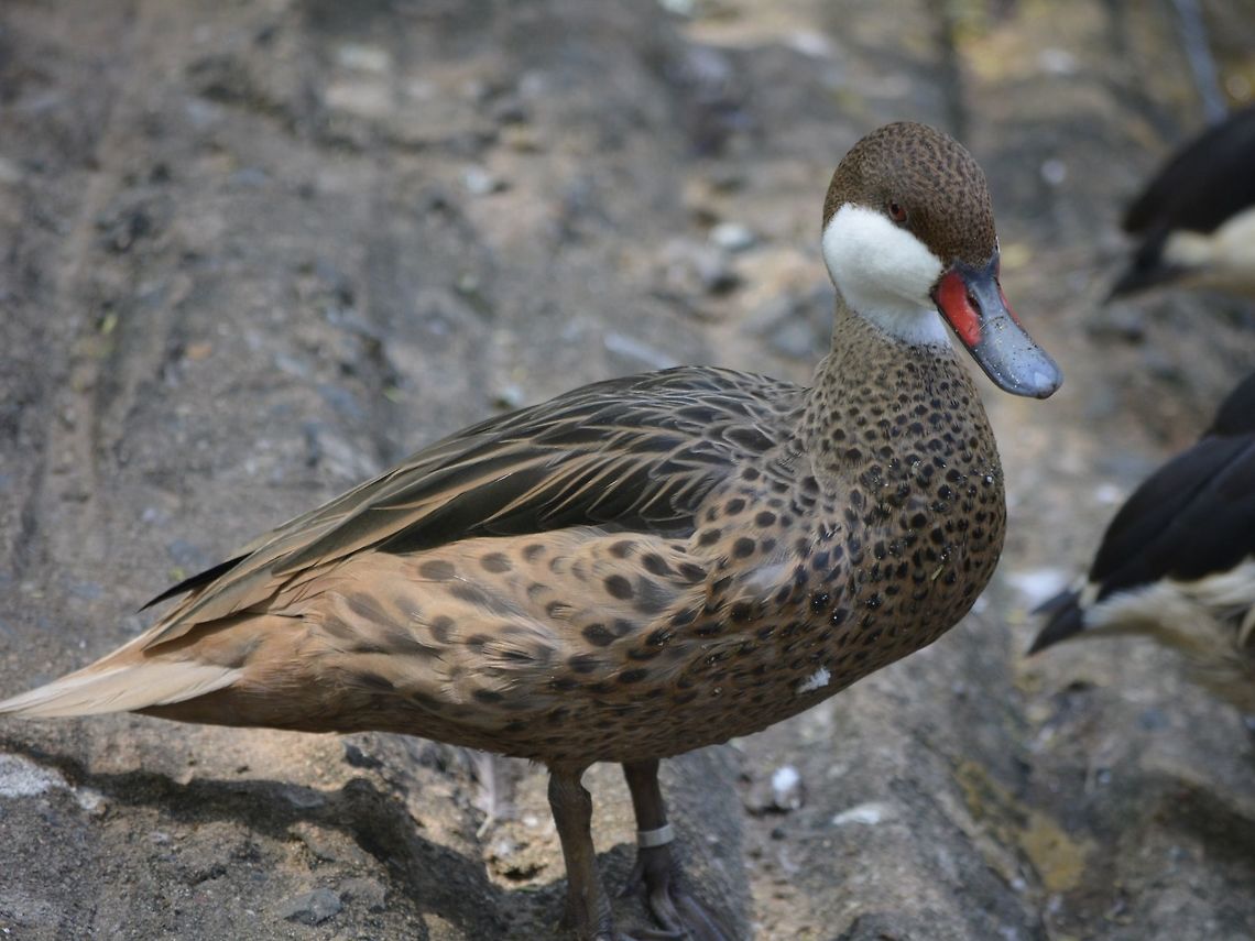 Red-Billed Teal - Anas erythrorhyncha  Anas erythrorhyncha,Geotagged,KwaZulu Natal,Red-billed Teal,South Africa,Summer