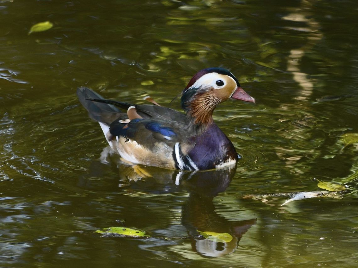Flambuoyant Male Mandarin Duck - Aix galericulata Aix galericulata,Duck,Geotagged,KwaZulu Natal,Mandarin duck,South Africa,Summer