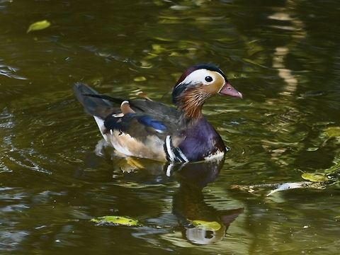 Flambuoyant Male Mandarin Duck - Aix galericulata Aix galericulata,Duck,Geotagged,KwaZulu Natal,Mandarin duck,South Africa,Summer