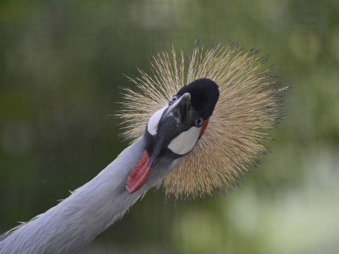 You looking at me? Grey Crowned Crane - Balearica regulorum Balearica regulorum,Geotagged,Grey crowned crane,KwaZulu Natal,South Africa,Summer