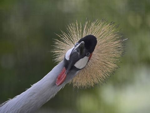 You looking at me? Grey Crowned Crane - Balearica regulorum Balearica regulorum,Geotagged,Grey crowned crane,KwaZulu Natal,South Africa,Summer