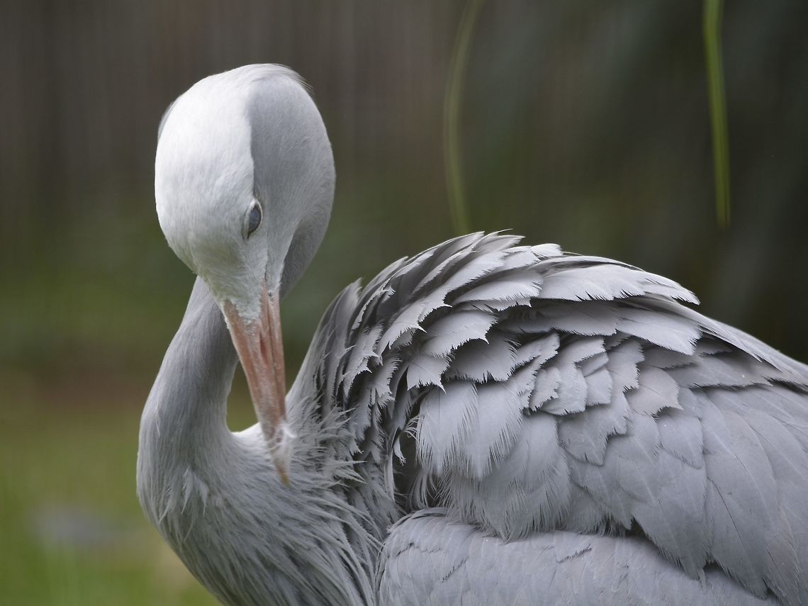 Pruning its feathers The Blue Crane - Anthropoides paradiseus, also known as the Stanley Crane is the national bird of South Africa. Anthropoides paradiseus,Blue Crane,Geotagged,South Africa,Summer