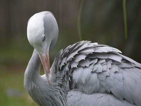 Pruning its feathers The Blue Crane - Anthropoides paradiseus, also known as the Stanley Crane is the national bird of South Africa. Anthropoides paradiseus,Blue Crane,Geotagged,South Africa,Summer
