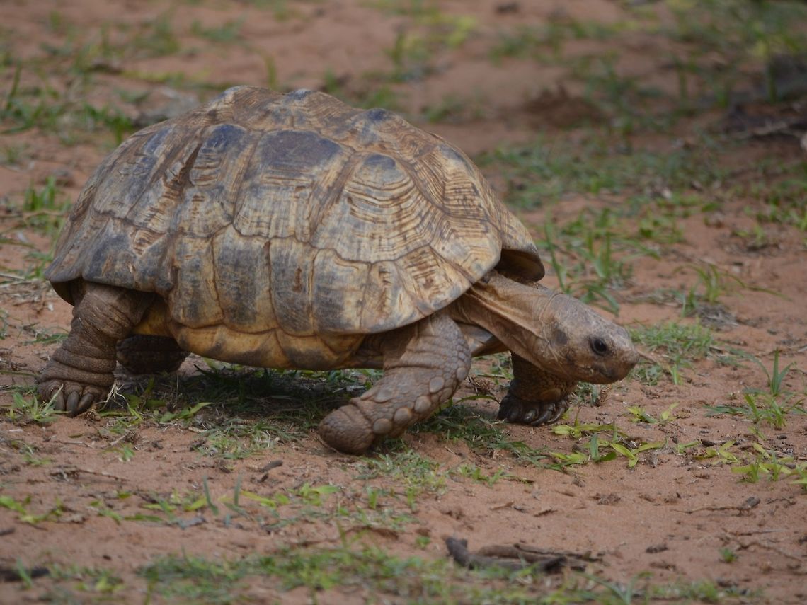Leopard Tortoise- Stigmochelys pardalis Our guide said this Tortoise will pee/urinate at you as a defensive mechanism if you pick them up. Geotagged,KwaZulu Natal,Leopard tortoise,South Africa,Stigmochelys pardalis,Summer,Tortoise