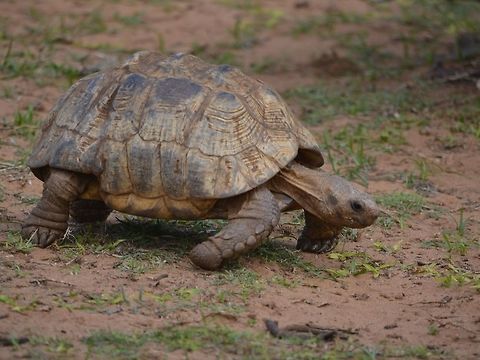 Leopard Tortoise- Stigmochelys pardalis Our guide said this Tortoise will pee/urinate at you as a defensive mechanism if you pick them up. Geotagged,KwaZulu Natal,Leopard tortoise,South Africa,Stigmochelys pardalis,Summer,Tortoise