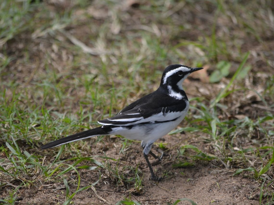 African Pied Wagtail This African Pied Wagtail - Motacilla aguimp was looking for food, managed to get a picture of it with a caterpillar, but it didn&#039;t turn up well :( African pied wagtail,Geotagged,KwaZulu Natal,Motacilla aguimp,South Africa,Summer
