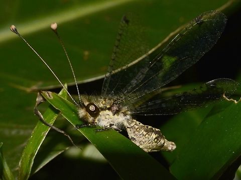 Blotched Owlfly