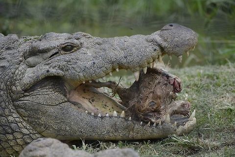 Meal Time This Nile Crocodile - Crocodylus niloticus was seen at Crocworld, where they were feeding the Crocodiles dead chickens Crocodylus niloticus,Geotagged,KwaZulu Natal,Nile crocodile,South Africa,Summer