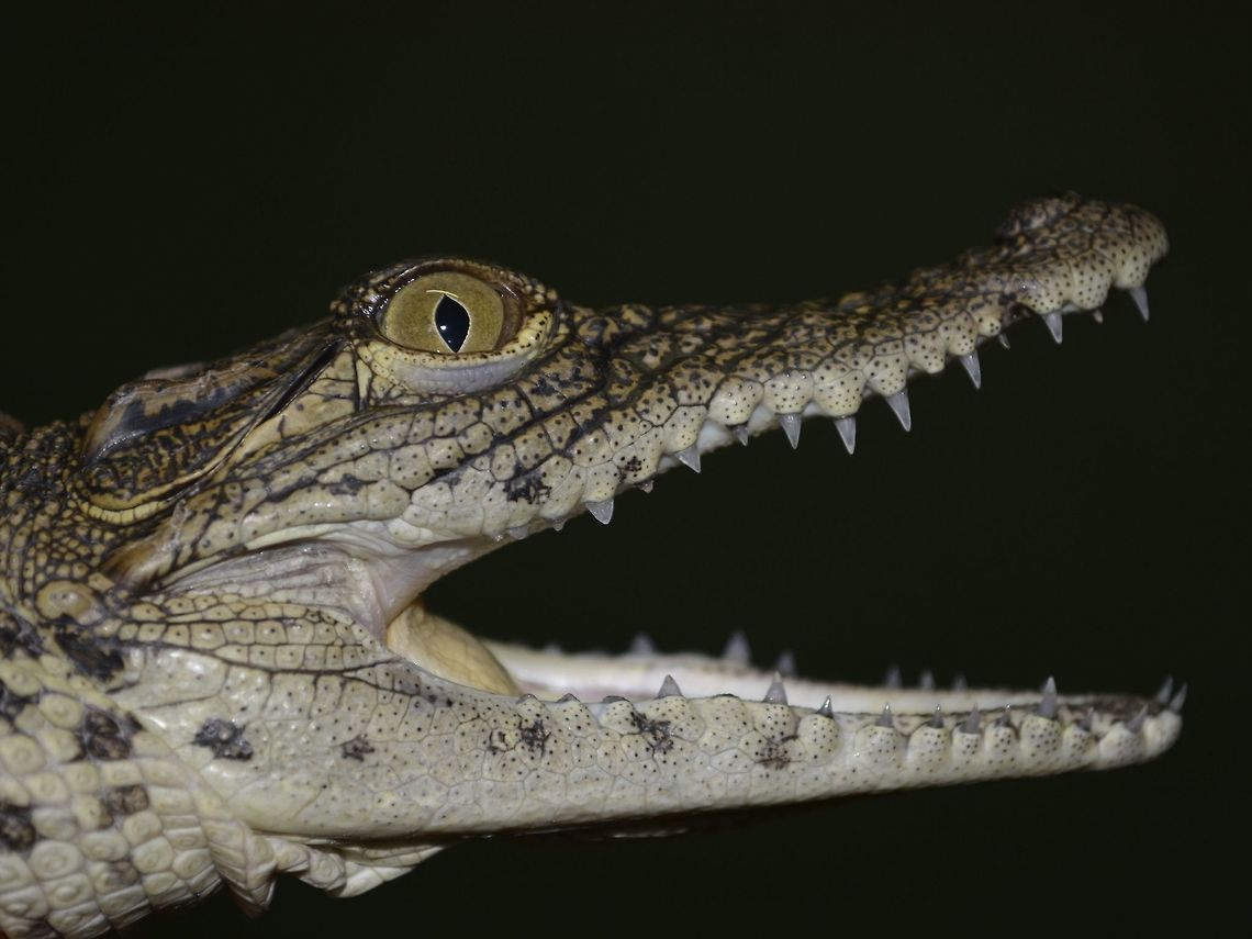 Baby Croc This Baby Nile Crocodile - Crocodylus niloticus was seen at Crocworld, where they have a breeding program. Crocodylus niloticus,Geotagged,KwaZulu Natal,Nile crocodile,South Africa,Summer