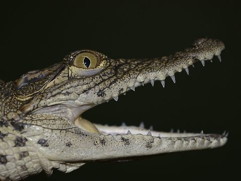 Baby Croc This Baby Nile Crocodile - Crocodylus niloticus was seen at Crocworld, where they have a breeding program. Crocodylus niloticus,Geotagged,KwaZulu Natal,Nile crocodile,South Africa,Summer