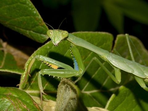 Nymph of Praying Mantis Nymph of Praying Mantis, probably sub-adult.
The underside of the claws/front legs has blue and yellow markings. Geotagged,Giant African mantis,Mozambique,Ponta do Ouro,Praying Mantis,Sphodromantis viridis,Summer