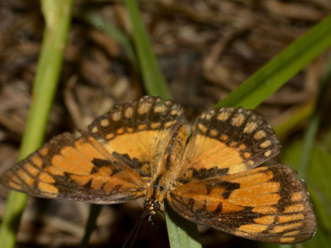 Common Joker Butterfly - Byblia anvatara  Byblia anvatara,Common joker,Geotagged,Mozambique,Ponta do Ouro,Summer